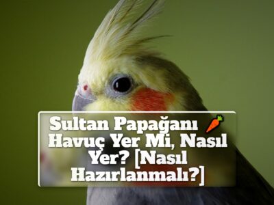 Sultan Papağanı Havuç Yer Mi, Nasıl Yer? [Nasıl Hazırlanmalı?]