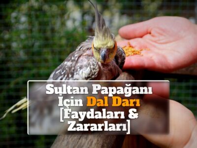 Sultan Papağanı İçin Dal Darı [Faydaları & Zararları]