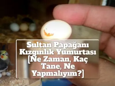 Sultan Papağanı Kızgınlık Yumurtası [Ne Zaman, Kaç Tane, Ne Yapmalıyım?]