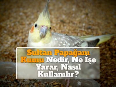 Sultan Papağanı Kumu Nedir, Ne İşe Yarar, Nasıl Kullanılır?