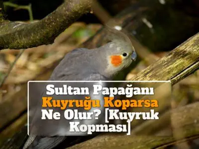Sultan Papağanı Kuyruğu Koparsa Ne Olur? [Kuyruk Kopması]