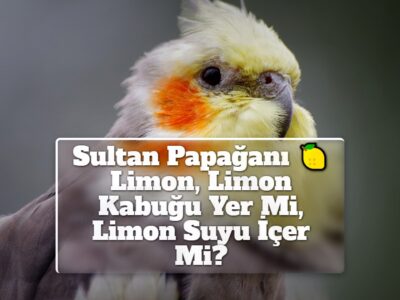 Sultan Papağanı Limon, Limon Kabuğu Yer Mi, Limon Suyu İçer Mi?