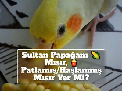 Sultan Papağanı Mısır, Patlamış/Haşlanmış Mısır Yer Mi?