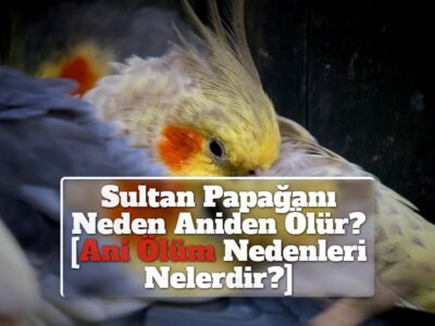 Sultan Papağanı Neden Aniden Ölür? [Ani Ölüm Nedenleri Nelerdir?]