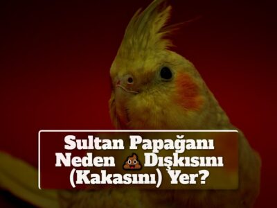 Sultan Papağanı Neden Dışkısını (Kakasını) Yer?