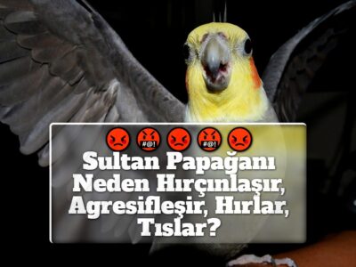 Sultan Papağanı Neden Hırçınlaşır, Agresifleşir, Hırlar, Tıslar?