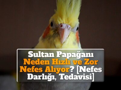 Sultan Papağanı Neden Hızlı ve Zor Nefes Alıyor? [Nefes Darlığı, Tedavisi]