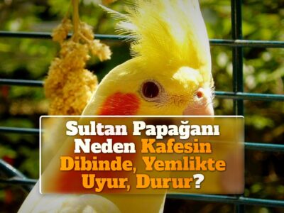 Sultan Papağanı Neden Kafesin Dibinde, Yemlikte Uyur, Durur?