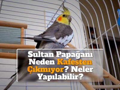 Sultan Papağanı Neden Kafesten Çıkmıyor? Neler Yapılabilir?