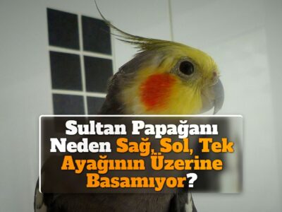 Sultan Papağanı Neden Sağ, Sol, Tek Ayağının Üzerine Basamıyor?