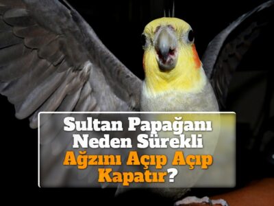 Sultan Papağanı Neden Sürekli Ağzını Açıp Açıp Kapatır?
