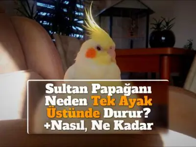 Sultan Papağanı Neden Tek Ayak Üstünde Durur? +Nasıl, Ne Kadar