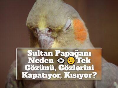 Sultan Papağanı Neden Tek Gözünü, Gözlerini Kapatıyor, Kısıyor?