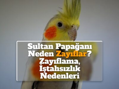 Sultan Papağanı Neden Zayıflar? [Zayıflama, İştahsızlık Nedenleri]