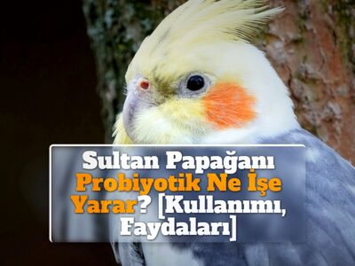Sultan Papağanı Probiyotik Ne İşe Yarar? [Kullanımı, Faydaları]