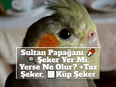 Sultan Papağanı Şeker Yer Mi, Yerse Ne Olur? +Toz Şeker, Küp Şeker