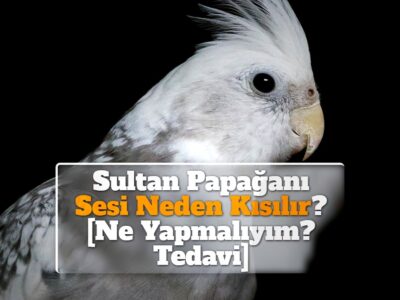 Sultan Papağanı Sesi Neden Kısılır? [Ne Yapmalıyım? Tedavi]