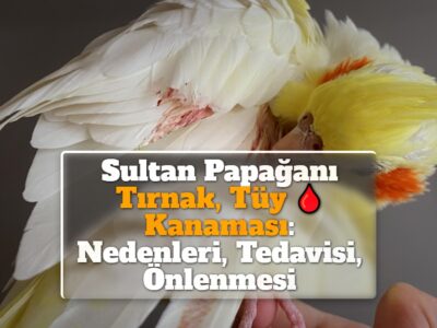 Sultan Papağanı Tırnak, Tüy Kanaması: Nedenleri, Tedavisi, Önlenmesi