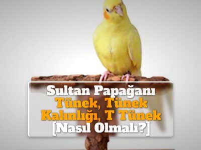 Sultan Papağanı Tünek, Tünek Kalınlığı, T Tünek [Nasıl Olmalı?]