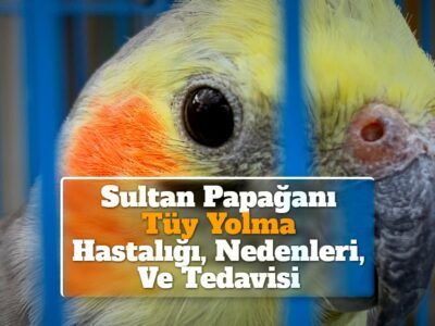 Sultan Papağanı Tüy Yolma Hastalığı, Nedenleri, Ve Tedavisi