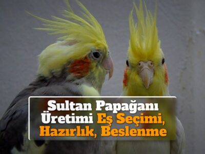 Sultan Papağanı Üretimi [Eş Seçimi, Hazırlık, Beslenme]