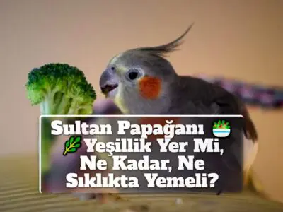 Sultan Papağanı Yeşillik Yer Mi, Ne Kadar, Ne Sıklıkta Yemeli?