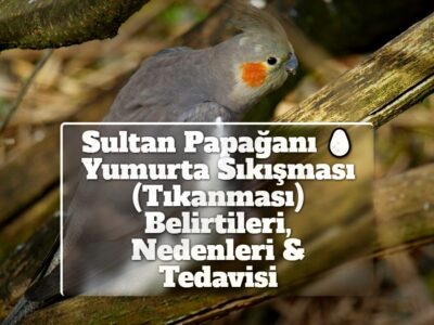 Sultan Papağanı Yumurta Sıkışması (Tıkanması) Belirtileri, Nedenleri & Tedavisi