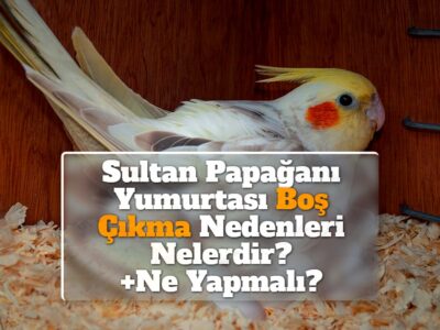 Sultan Papağanı Yumurtası Boş Çıkma Nedenleri Nelerdir? [Ne Yapmalı?]