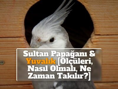 Sultan Papağanı & Yuvalık [Ölçüleri, Nasıl Olmalı, Ne Zaman Takılır?]