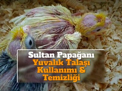 Sultan Papağanı Yuvalık Talaşı [Kullanımı & Temizliği]