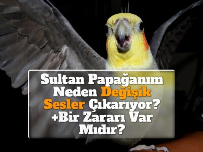 Sultan Papağanım Neden Değişik Sesler Çıkarıyor? +Bir Zararı Var Mıdır?