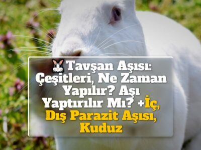 Tavşan Aşısı: Çeşitleri, Ne Zaman Yapılır? Aşı Yaptırılır Mı? +İç, Dış Parazit Aşısı, Kuduz