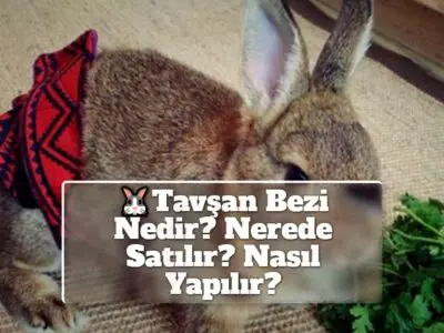 Tavşan Bezi Nedir? Nerede Satılır? Nasıl Yapılır?