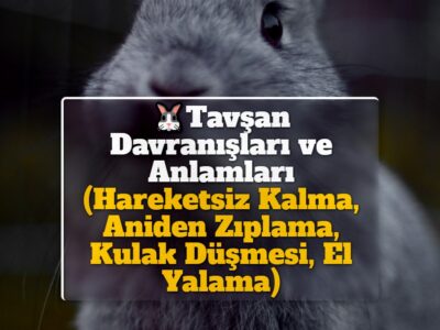 Tavşan Davranışları ve Anlamları (Hareketsiz Kalma, Aniden Zıplama, Kulak Düşmesi, El Yalama)