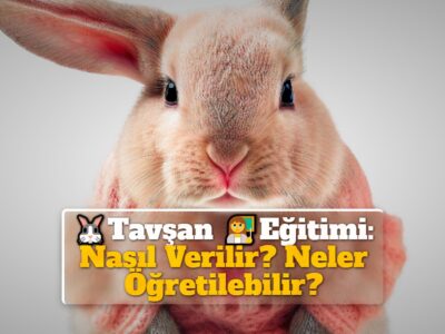 Tavşan Eğitimi: Nasıl Verilir? Neler Öğretilebilir?