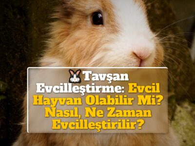 Tavşan Evcilleştirme: Evcil Hayvan Olabilir Mi? Nasıl, Ne Zaman Evcilleştirilir?