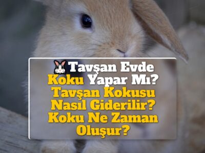 Tavşan Evde Koku Yapar Mı? Tavşan Kokusu Nasıl Giderilir? Koku Ne Zaman Oluşur?