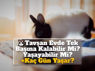 Tavşan Evde Tek Başına Kalabilir Mi? Yaşayabilir Mi? +Kaç Gün Yaşar?