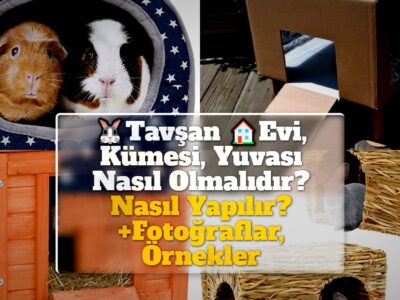 Tavşan Evi, Kümesi, Yuvası Nasıl Olmalıdır? Nasıl Yapılır? +Fotoğraflar, Örnekler