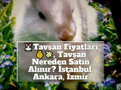 Tavşan Fiyatları, Tavşan Nereden Satın Alınır? İstanbul, Ankara, İzmir