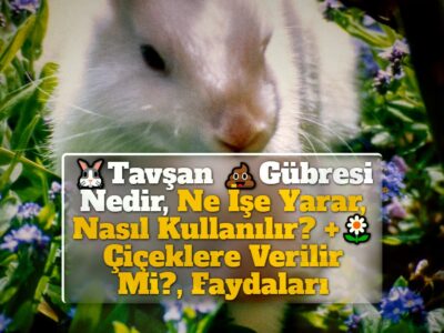 Tavşan Gübresi Nedir, Ne İşe Yarar, Nasıl Kullanılır? +Çiçeklere Verilir Mi?, Faydaları