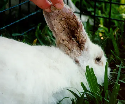 Tavşan Hastalıkları Nelerdir? +Burun Akması, Kan İşeme, Göz Ve Karın Şişmesi