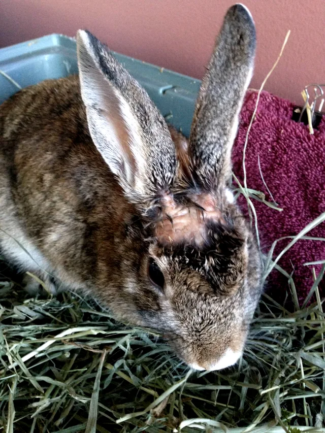 Tavşan Hastalıkları Nelerdir? +Burun Akması, Kan İşeme, Göz Ve Karın Şişmesi