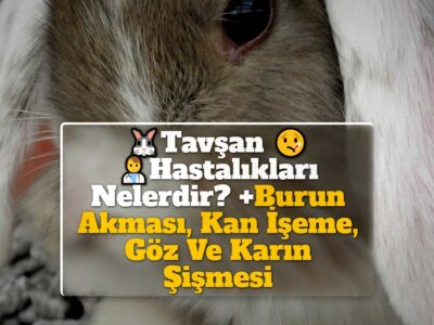 Tavşan Hastalıkları Nelerdir? +Burun Akması, Kan İşeme, Göz Ve Karın Şişmesi