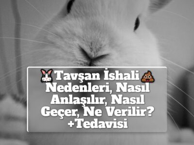 Tavşan İshali Nedenleri, Nasıl Anlaşılır, Nasıl Geçer, Ne Verilir? +Tedavisi