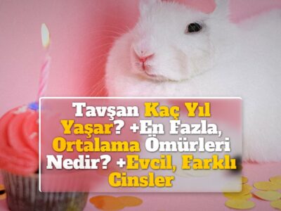 Tavşan Kaç Yıl Yaşar? +En Fazla, Ortalama Ömürleri Nedir? +Evcil, Farklı Cinsler