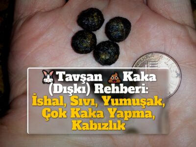 Tavşan Kaka (Dışkı) Rehberi: İshal, Sıvı, Yumuşak, Çok Kaka Yapma, Kabızlık