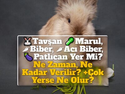 Tavşan Marul, Biber, Acı Biber, Patlıcan Yer Mi? Ne Zaman, Ne Kadar Verilir? +Çok Yerse Ne Olur?