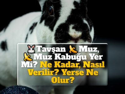 Tavşan Muz, Muz Kabuğu Yer Mi? Ne Kadar, Nasıl Verilir? Yerse Ne Olur?