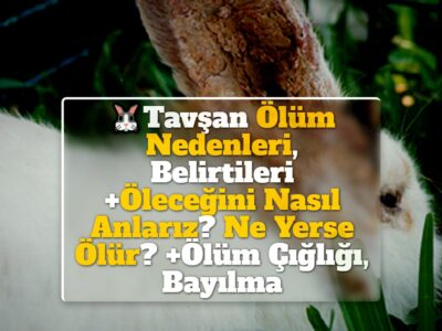 Tavşan Ölüm Nedenleri, Belirtileri +Öleceğini Nasıl Anlarız? Ne Yerse Ölür? +Ölüm Çığlığı, Bayılma